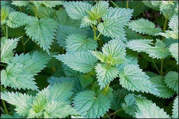 Nettle, kişi cinsi funksiyasını yaxşılaşdıran bir xalq müalicəsidir